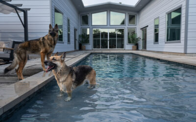 Why Dogs and Pools Don’t Mix (And How to Keep Your Pup Happy Anyway!)